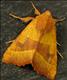 2269 (73.219) Centre-barred Sallow